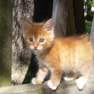 Meet your Posher, Posh